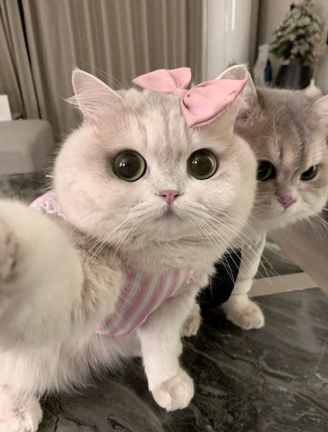 Angora Cats, Cat Tattoos, Cat Selfie, Gorgeous Cats, Cute Cats Photos, Funny Cat Memes, Cat Aesthetic, صور مضحكة, Funny Cute Cats