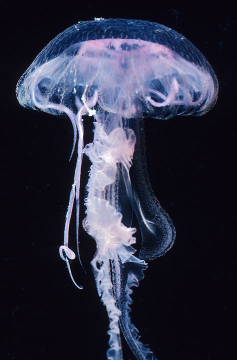 Medusa Animal, Jellyfish Pictures, Jellyfish Photography, Sea Jellies, Marine Organism, Fauna Marina, Jellyfish Art, Deep Sea Creatures, Beautiful Sea Creatures