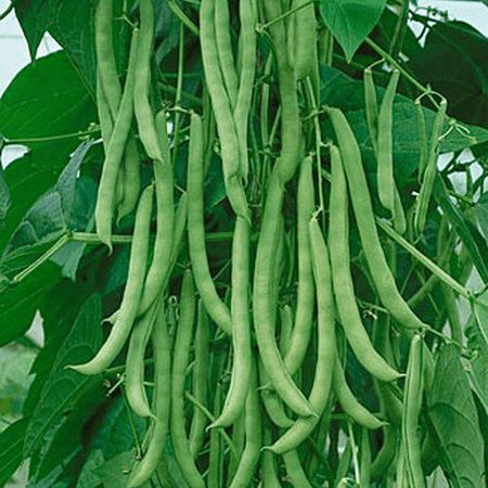 Why Pole Beans Belong In Your Garden Tanaman Pot, Bean Plant, Plantas Bonsai, Bush Beans, Pole Beans, Bean Seeds, Heirloom Vegetables, Fotografi Alam Semula Jadi, Alam Semula Jadi