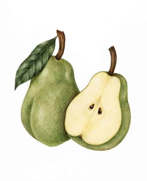 Illustration drawing style of pear | premium image by rawpixel.com Pear Drawing, Vegetable Illustration, Fruit Cartoon, Fruits Drawing, Pear Fruit, Fruit Illustration, Drawing Style, Fruit Painting, Fruit Art