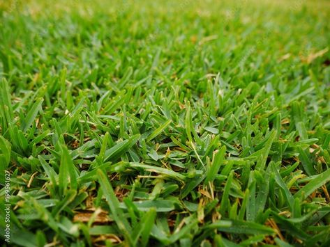 Cobbitty Lawn Turf, Sir Walter Buffalo Turf, Buffalo Turf Prices Buffalo Grass Lawn, Summer Lawn Care, Organic Liquid Fertilizer, Planting Grass, Lawn Turf, Garden Problems, Growing Grass, Lawn Fertilizer, Lawn Care Tips