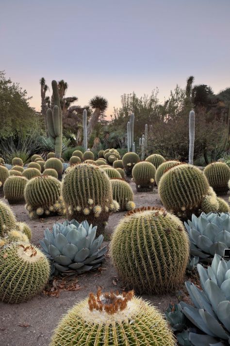 Golden barrel cactus (Echinocactus grusonii), age 100, flourishes in the desert garden at sunset at the Huntington Botanical Gardens in San Marino, California. See more at Required Reading: Lessons from the Great Gardeners. Landscaping Woods, San Marino California, Cactus Garden Landscaping, Golden Barrel Cactus, Succulent Landscape Design, Succulent Landscaping, Barrel Cactus, Desert Botanical Garden, Dry Garden