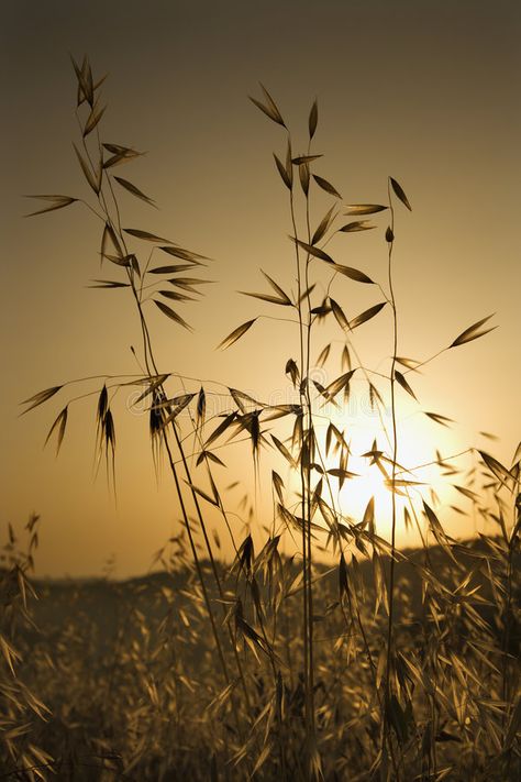 Oat plants in field at sunset in Tuscany. Oat plants growing in field at sunset , #SPONSORED, #field, #plants, #Oat, #sunset, #Italy #ad Grand Canyon Sunset, Field At Sunset, Balance Your Hormones, Healing Center, Wild Oats, Health Articles Wellness, Plants Growing, Landscaping Images, Wild Grass