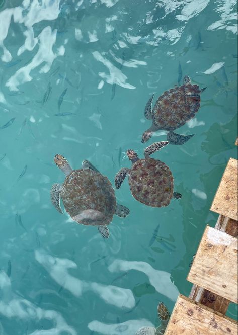 Saving Turtles Aesthetic, Caribbean Sea Aesthetic, Caribbean Islands Aesthetic, Curacao Island Aesthetic, Carribean Aesthetics, Sea Animals Aesthetic, Curacao Aesthetic, Aruba Aesthetics, Turtle Aesthetic