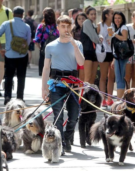 Blaise Harry Potter, Citate Harry Potter, Glume Harry Potter, Daniel Radcliffe Harry Potter, Celebrity Dogs, Harry Potter Memes Hilarious, Buku Harry Potter, Harry Potter Puns, Images Harry Potter