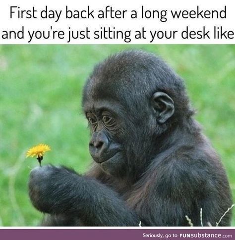 Meme of a monkey staring dumb at a yellow flower - captioned as how it feels to be back at your desk after a long weekend. Funny Text Pictures, Weekend Humor, Work Memes, Text Pictures, Funny Text, Amazing Animals, E Card, Work Humor, Teacher Humor