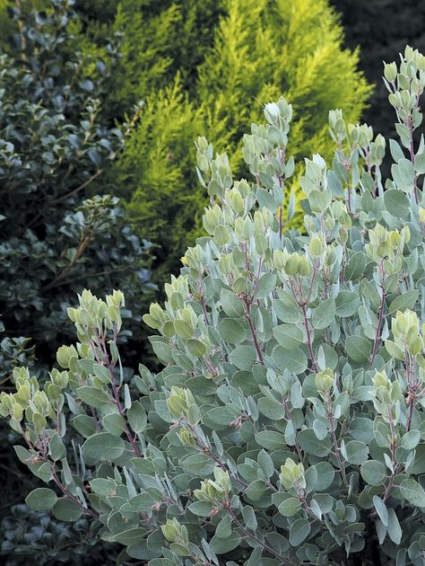 Cupressus Macrocarpa, Pnw Garden, Pacific Northwest Garden, California Native Garden, Northwest Garden, Northwest Landscaping, California Native Plants, Australian Garden, Pond Design