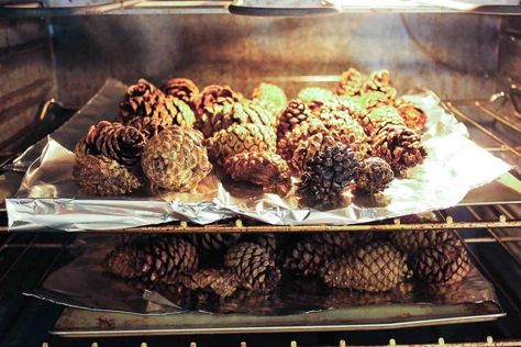 Learn how to de-bug, disinfect and clean pine cones for craft projects by simply using vinegar and your oven. Also, learn how to make pine cones open (or bloom) for even more crafty potential. Click to see full tutorial. | MakeAndDoCrew.com Kill Bugs, Painted Pinecones, Cone Crafts, Diy Pinecone, Cones Crafts, Pine Cone Crafts, Toddler Art, Handmade Christmas Ornaments, Nature Crafts