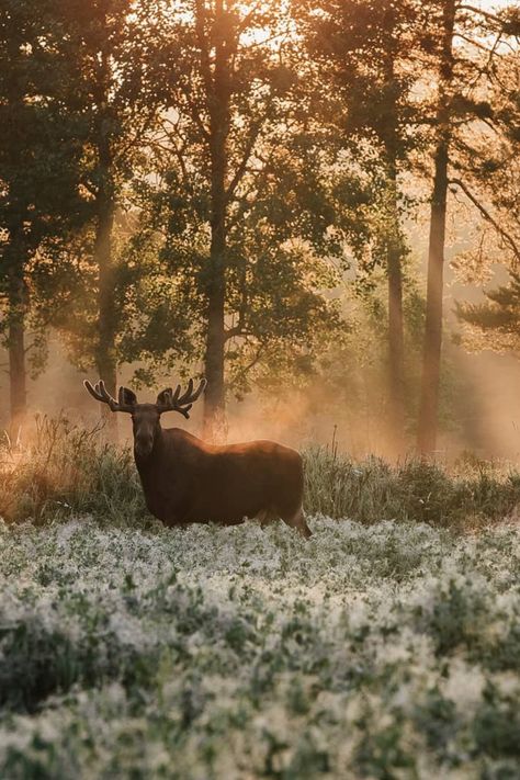 Moose Aesthetic, Moose Animal, Colour Grading, Cool Nature, North American Animals, Animals Forest, Red Dead Redemption Ii, American Animals, Nature Tattoos