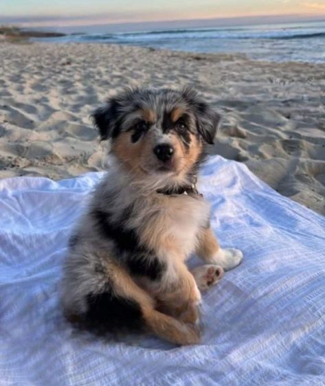 Dog Sitting, Australian Shepherd, At The Beach, The Ocean, The Beach, Animals, Blue