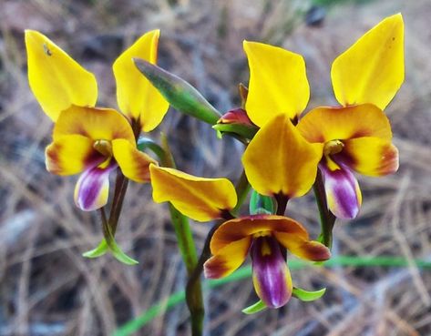 9 Must-See West Australian Orchids - Inspiration Outdoors Australian Wildflowers, Lovely Perfume, Australian Flowers, Kings Park, Australian Flora, Elephant Ears, Wild Orchid, Flowering Plants, Floral Image