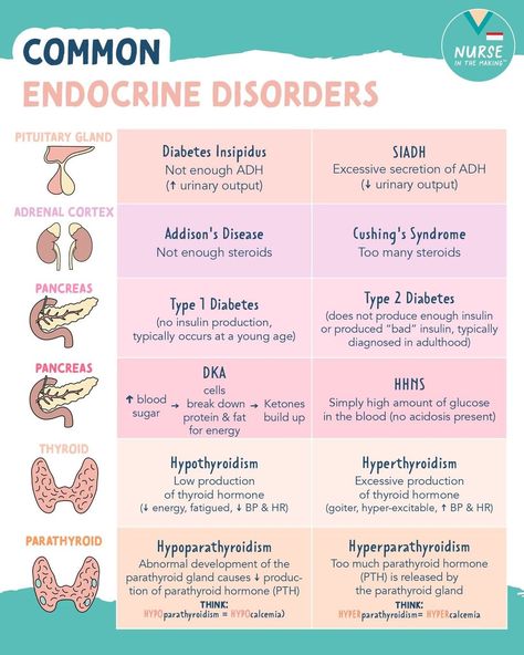 NurseInTheMaking® on Instagram: “Here are some common endocrine disorders! These will definitely pop up on your Med-surg exams & on the NCLEX. Save this post for…” Nursing School Prep, Nursing School Studying Cheat Sheets, Nursing School Essential, Nursing Study Guide, Nursing School Motivation, Nurse Study Notes, Nursing Mnemonics, Endocrine Disorders, Nursing Student Tips