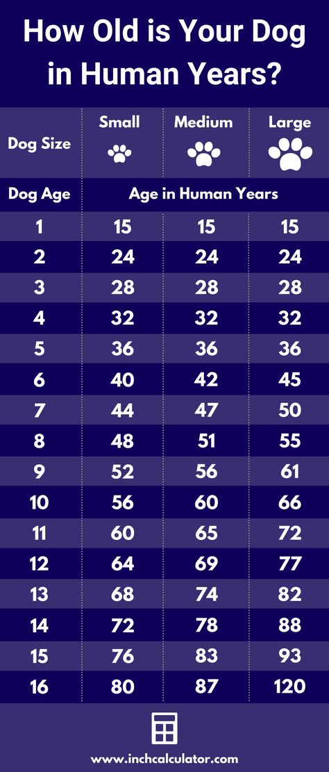 dog age chart showing the age of a dog in human years Dog Age In Human Years, Dog Years To Human Years, Dog Age Chart, Age Calculator, Animal Pins, Dog Ages, Intresting Facts, Street Dogs, Lab Dogs