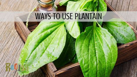 Greenhouse Herbs, Plantain Plant, Plantain Herb, How To Make Plantains, Natural Medicines, Plantain Recipes, Plantain Leaves, Preserving Herbs, Herbal Remedies Recipes