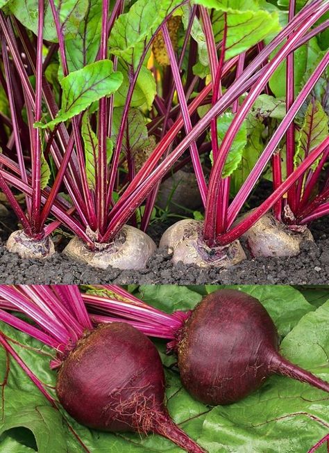 Planting and Growing Guide for Beetroot (Beta vulgaris), also known as beets, in home gardens Beetroot Plant, House Frontyard, Beets Growing, Growing Beetroot, Plant Beets, Vegetable Garden Plan, Growing Hair Men, Beet Plant, Growing Beets