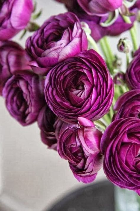 Happiness Flower Beautiful gorgeous pretty flowers Ranunculus Garden, Flower Farm, Ranunculus, Flower Beauty, Beautiful Blooms, Love Flowers, My Flower, Pretty Flowers, Fresh Flowers