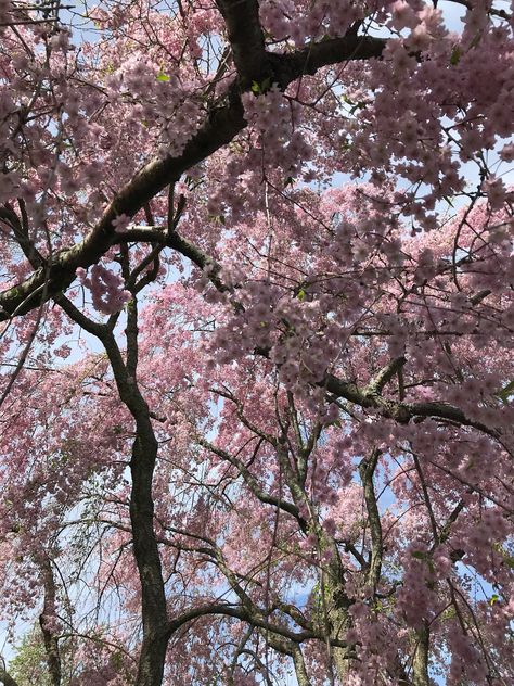 Cherry Blossom trees in Boston Japan Blossom, Cherry Blossom Forest, Cherry Blossom Aesthetic, Cherry Blossom Bouquet, Cherry Blossom Pictures, Face Blur, Japanese Plants, Cherry Blossom Japan, Money Flowers