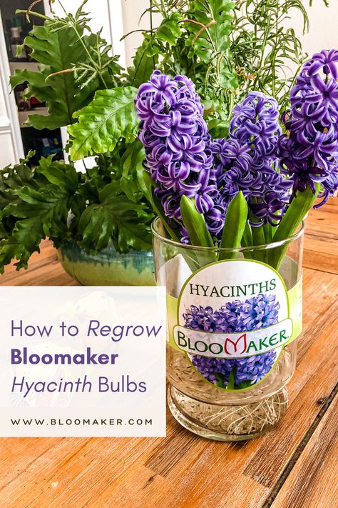 Do you want to try to regrow your Bloomaker hyacinths and keep your Bloomaker bulbs healthy all year long? Here are our instructions for regrowing your hyacinths in soil. Planting Hyacinth Bulbs, Dirt Therapy, Hyacinth Bulbs, Hyacinth Plant, Hyacinth Flowers, Tiny Garden, Flower Care, Water Hyacinth, Garden Yard Ideas