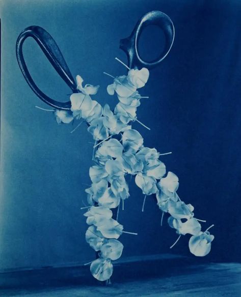 For Sale on 1stdibs - Wisteria Scissors - Surreal blue cyanotype w/ wisteria flower petals on scissors, Photographic Film by Robert Langham. Offered by Foto Relevance Gallery. Scissors Photography, Blue Cyanotype, Blue Still Life, Flower Flat Lay, Surreal Flowers, Flower Scissors, Wisteria Flower, Photographic Film, Flat Lay Photography