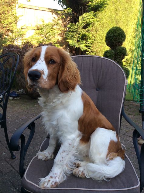 Cody waiting for BBQ Welsh Springer Spaniel Welsh Spaniel, Welsh Springer Spaniel Puppies, Springer Puppies, Springer Spaniel Puppies, Welsh Springer Spaniel, Disabled Dog, Pet Ducks, Psy I Szczenięta, Brittany Spaniel