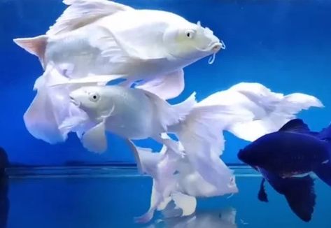 The Enigmatic Beauty of the White Butterfly Koi: A Comprehensive Guide 2 Butterfly Koi Fish Photography, Koi Fish For Sale, Koi Pond Design, Butterfly Koi, Pond Maintenance, Pond Filters, Koi Fish Pond, Fish For Sale, Japanese Koi