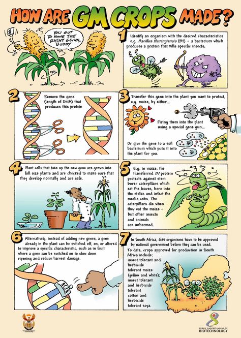 Method of growing GM Food Biotechnology Lessons, Pharmacy Career, Genetically Modified Organisms, Biology Worksheet, Genetically Modified Food, Biology Classroom, Engineering Activities, Gmo Foods, Secondary Science