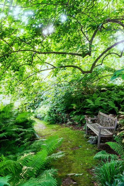 Layered Garden, Shade Garden Design, Ferns Garden, Moss Garden, Garden Types, Have Inspiration, Forest Garden, Master Gardener, Woodland Garden