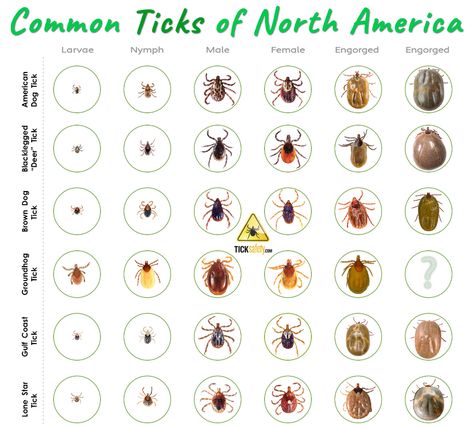 Tick identification is important for a number of reasons; the most important of which is figuring out what pathogens a tick may carry (and transmit). While it's typically much easier to identify an adult tick, immature ticks can also transmit diseases. Deer Tick Bite, Ticks On Dogs, Deer Ticks, Tick Bite, Vet Med, Dog Skin, Brown Dog, Bugs And Insects, Lone Star