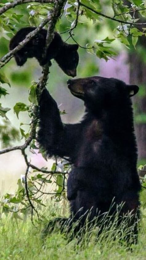 Black Bear Cub, Photo Animaliere, Bear Photos, Bear Cub, Wild Creatures, Little Bear, Bear Cubs, Cute Wild Animals, Animals Of The World