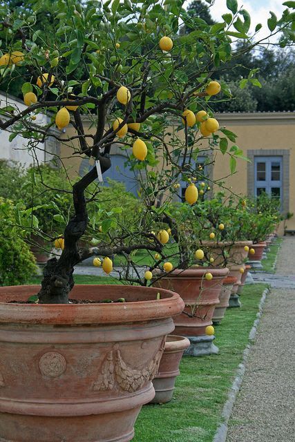 Lemon Tree Garden, Mediterranean Garden Ideas, Tuscany Garden, Diy Gardening Ideas, Wedding Dress Garden, Lemon Trees, Outdoor Sanctuary, Mediterranean Plants, Garden Shelves