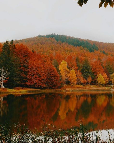 Italy Video, Fall Mood Board, Autumn Magic, Autumn Scenery, Fall Feels, Yellow Leaves, Best Seasons, Fall Pictures, The Grove