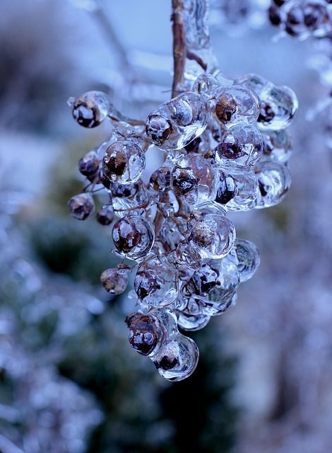 Winter, Ice, Frozen, Cold, Season, Nature, Freeze, Icy Macro Photography Tips, I Love Winter, Airbrush Art, Winter Magic, Winter Scenery, Winter Beauty, Foto Art, Winter Wonder, Reference Images