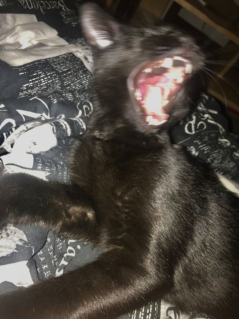 Black cat yawning but looks angry Black Cat Yawning, Goofy Black Cat, Cats Yawning, Goofy Animals, Black Cat Pictures, Ur Mum, Cat Yawning, Cat Claws, Cat Scratching