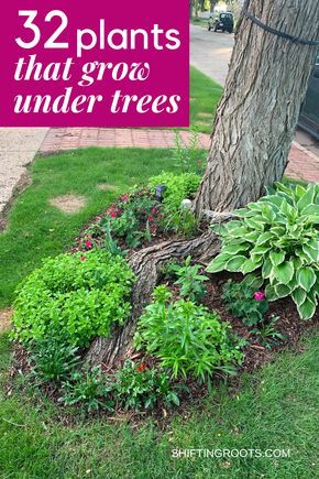 Trying to landscape a flower bed in your front yard underneath a tree and have no idea what to plant? It's not as hopeless as it seems. Here are 32 ideas of the best flowers, bushes, and ground cover you can grow. Shade Loving Flowers, Plants Under Trees, Landscaping Around Trees, Shade Garden Plants, Starting A Garden, Garden Yard Ideas, Front Yard Garden, Front Yard Landscaping Design, Ideas Garden