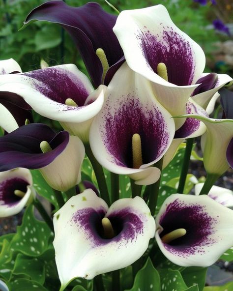 Purple Calla Lily Wedding Bouquet, Purple Calla Lily Bouquet, Picasso Calla Lily, Purple Calla Lilies Wedding, Calla Lily Wedding Bouquet, Purple Calla Lily, White Arrangement, Lily Bouquets, Calla Lily Bouquet Wedding