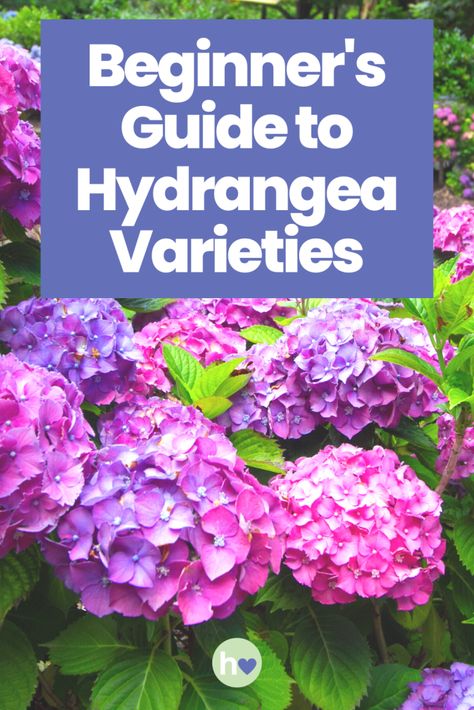 The Main Types of Hydrangeas - Hydrangea Varieties 101 - Hydrangea Love Hydrangea Tree, Hydrangea Serrata, Big Leaf Hydrangea, Types Of Hydrangeas, Hydrangea Shrub, Hydrangea Varieties, Bigleaf Hydrangea, Smooth Hydrangea, Shade Loving Perennials