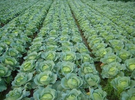 Cabbage Varieties, Grow Your Own Vegetables, Courtyard Plants, Types Of Cabbage, Cabbage Seeds, Plantas Bonsai, Purple Cabbage, Crop Rotation, Bonsai Plants