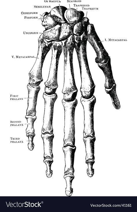 Hand Bone Anatomy, Skeleton Hand Drawing, Human Hand Bones, Skeleton Hands Drawing, Anatomy Prints, Tattoo Skeleton, Hand Bones, Bone Drawing, Skeleton Drawing