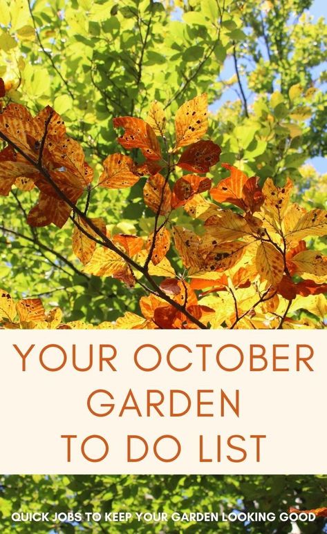 Autumn Gardening, Beginners Gardening, Evergreen Hedge, Easy Gardening, Garden Calendar, Lawn Edging, Big Leaves, Spring Bulbs, Free Plants