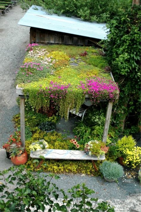 Hardy Succulents, Log Ideas, Living Roofs, Vertical Gardens, Plant Identification, Pergola Patio, Rooftop Garden, Single Photo, Plants And Flowers