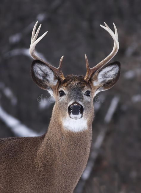 Winter In Canada, Hunting Man Cave, Elk Pictures, Whitetail Deer Pictures, Deer Photography, White Tail Deer, Deer Pictures, Deer Tattoo, Deer Buck