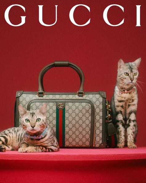 Max Siedentopf: Gucci Pet Collection (Copyright © Gucci, 2022) Chris Simpsons Artist, Gucci Pet, Luxury Pet Beds, Luxury Pet, Pet Fashion, Keira Knightley, Kids Sleep, Pet Carriers, 로고 디자인