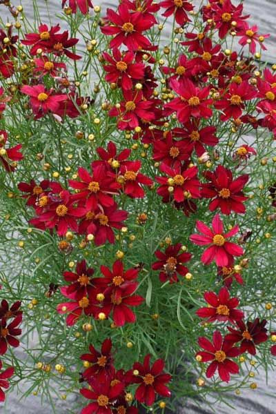 Heat Seeker: Tickseed Summer Blooming Flowers, Flower Landscape, Beautiful Flowers Garden, Perennial Garden, Flowers Perennials, Garden Cottage, Perennial Plants, Large Flowers, Urban Garden