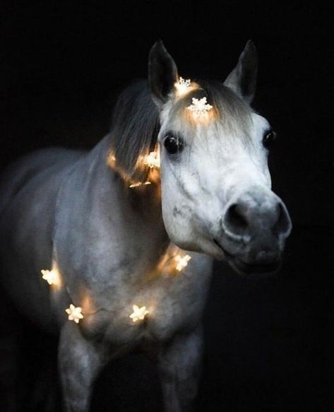 Sweet, sweet bliss In nature’s being provide for the innocence of youth. Beautiful Horses Photography, Winter Horse, Cute Horse Pictures, Rasy Koni, Horse Costumes, Christmas Horses, Cute Ponies, Horse Aesthetic, Wallpaper Tumblr