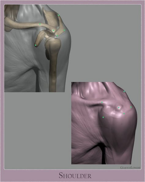 ArtStation - Anatomy Studies - Part 01 남성 근육, Garderobe Design, Human Muscle Anatomy, Shoulder Girdle, Human Anatomy Reference, Art Anatomy, Body Study, Anatomy Sculpture, Human Body Anatomy