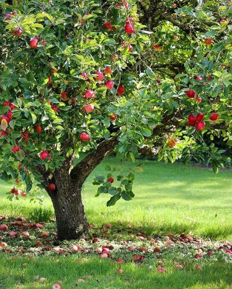 Apple Tree In Garden, Apple Trees Aesthetic, Apple Tree Aesthetic, Apple Tree Garden, Apple Tree Art, Apple Tree Painting, Apple Tree Drawing, Wallpapers Apple Watch, From Seed To Plant