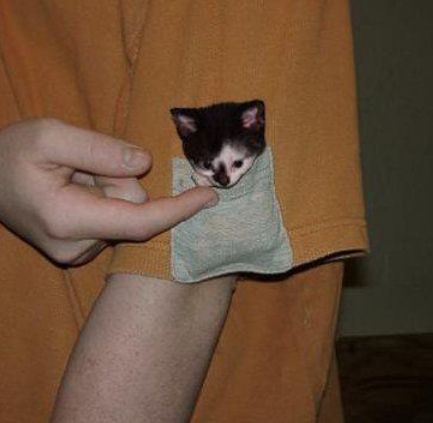 Look at the tiny bundle of sweetness.  Just look at it.  21 Kittens Hanging Around In Pockets Silly Animals, Small Cat, Funny Cute Cats, Cute Kittens, Silly Cats, Cat Care, Cute Creatures, Pretty Cats, Cute Little Animals