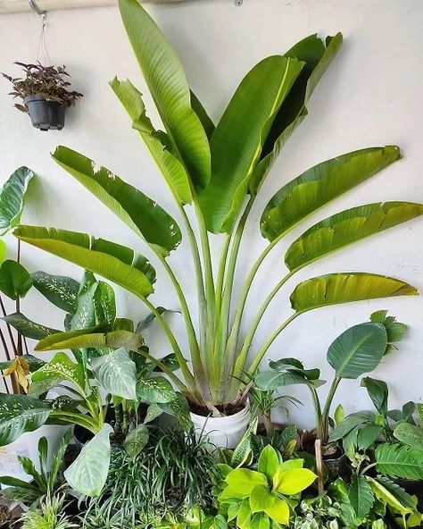 Traveler Palm vs. Bird of Paradise: All the Differences | Balcony Garden Web Ravenala Madagascariensis, Plant Decor Ideas, Birds Of Paradise Plant, Travellers Palm, Palm Garden, Paradise Plant, Tropical Backyard, Plant Benefits, Jungle Vibes