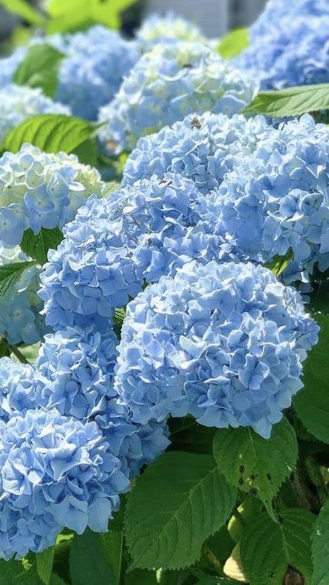 PRICES MAY VARY. ✅ ABOUT PRODUCT- This package contains New 100pcs Hydrangea flower Seeds light blue Generic , SEEDS ONLY, no live plants.The photos show are the mature plant in the future, not the actual plant you will receive ✅ PREMIUM FLOWER SEED MIXTURES - 100% NON-GMO pure plant seed mixes without any fillers are expertly blended considering height, color, bloom time and more so that the resulting meadow looks as pleasant as possible throughout the entire season ✅QUALITY - All seeds package Hydenyia Flower, Hydrangea Aesthetic Wallpaper, Blue Flowers Aesthetic, Hydrangea Aesthetic, Light Blue Hydrangea, Delivery Flowers, Hydrangea Plant, Hydrangea Bouquet Wedding, Blue Flowers Bouquet