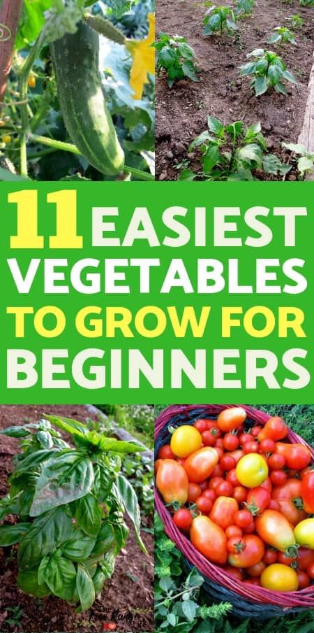 11 Easiest Vegetables to Grow for Beginning Gardeners Easiest Vegetables To Grow, Best Vegetables, Vegetables To Grow, Easy Vegetables To Grow, Vegetable Garden For Beginners, Organic Vegetable Garden, Garden Types, Home Vegetable Garden, Organic Gardening Tips